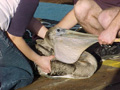 How to handle an injured bird ... visit Pelicanlife.org!